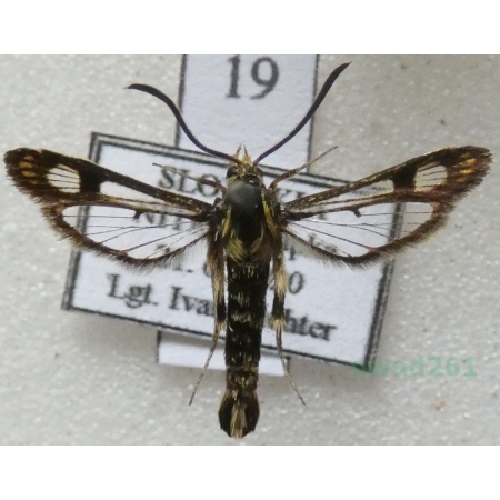 Chamaesphecia empiformis (Esper, 1783) Przeziernik wujkowaty Slovakia19